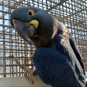 Lear's Macaw For Sale