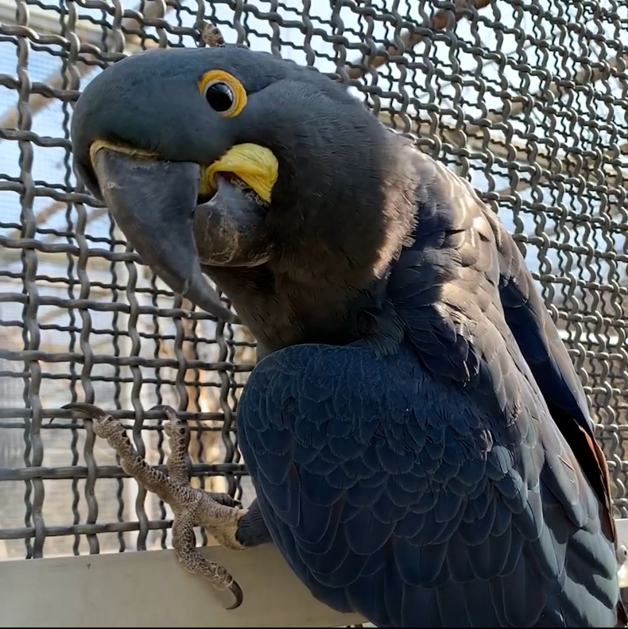 Lear's Macaw For Sale