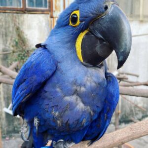 Hyacinth Macaw For Sale