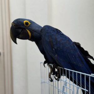Hyacinth Macaw For Sale