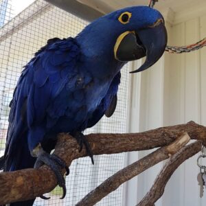 Hyacinth Macaw For Sale