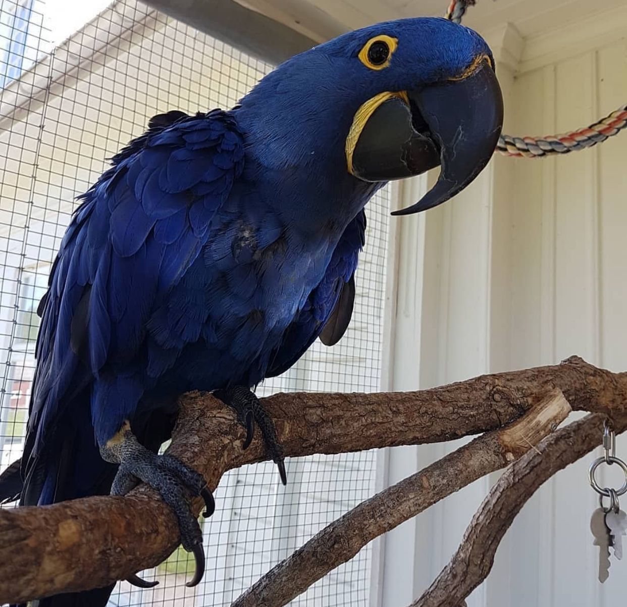 Hyacinth Macaw For Sale