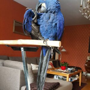 Hyacinth Macaw For Sale