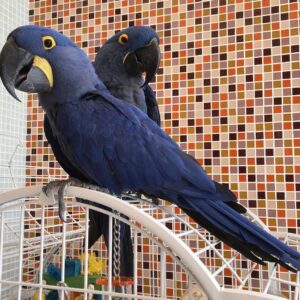 Hyacinth Macaws For Sale