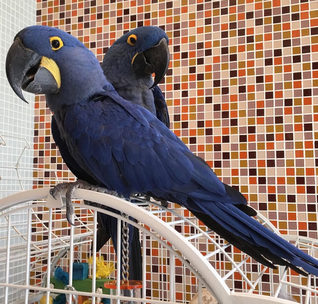Hyacinth Macaws For Sale