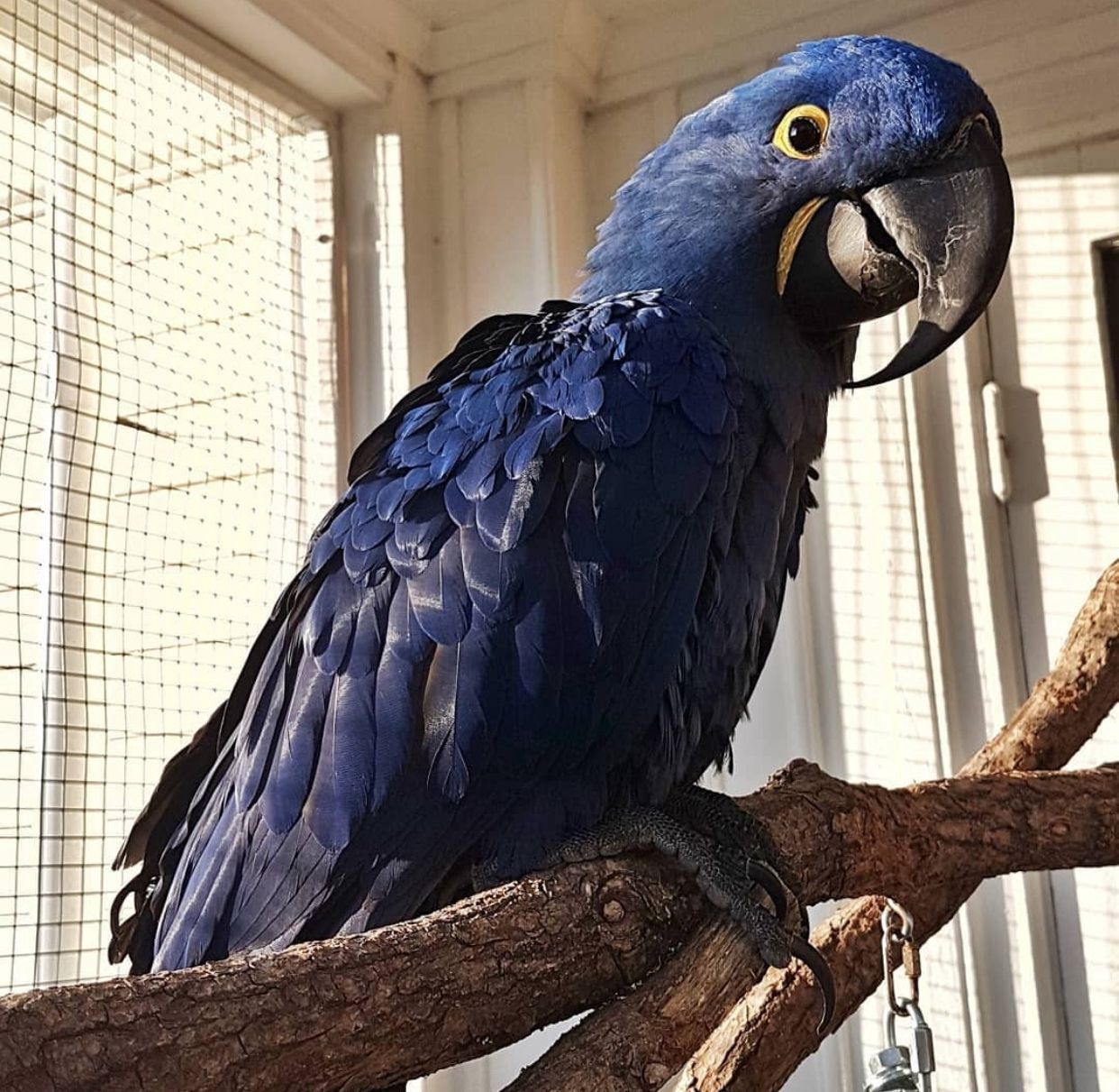 Hyacinth Macaw For Sale