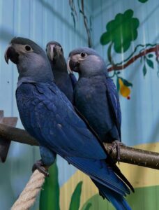 Hyacinth Macaw For Sale