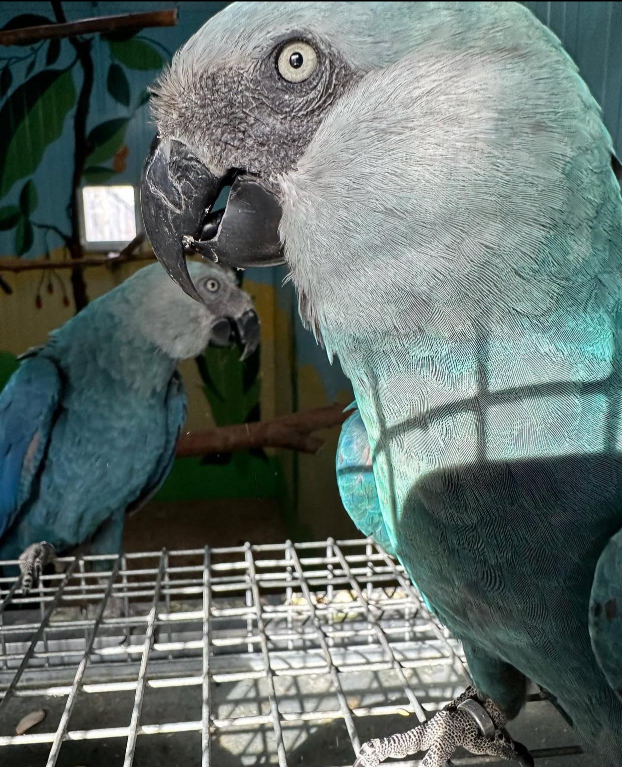 Hyacinth Macaw For Sale