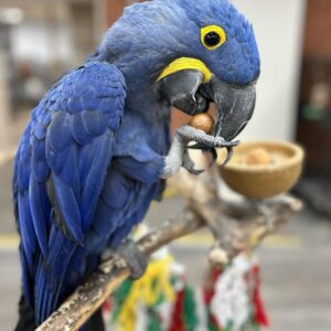 Hyacinth Macaw For Sale