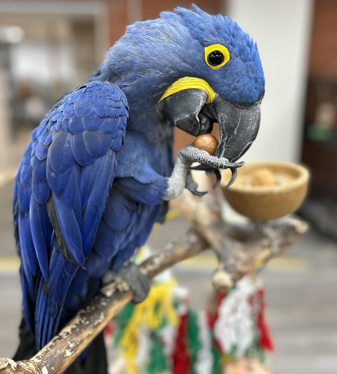 Hyacinth Macaw For Sale