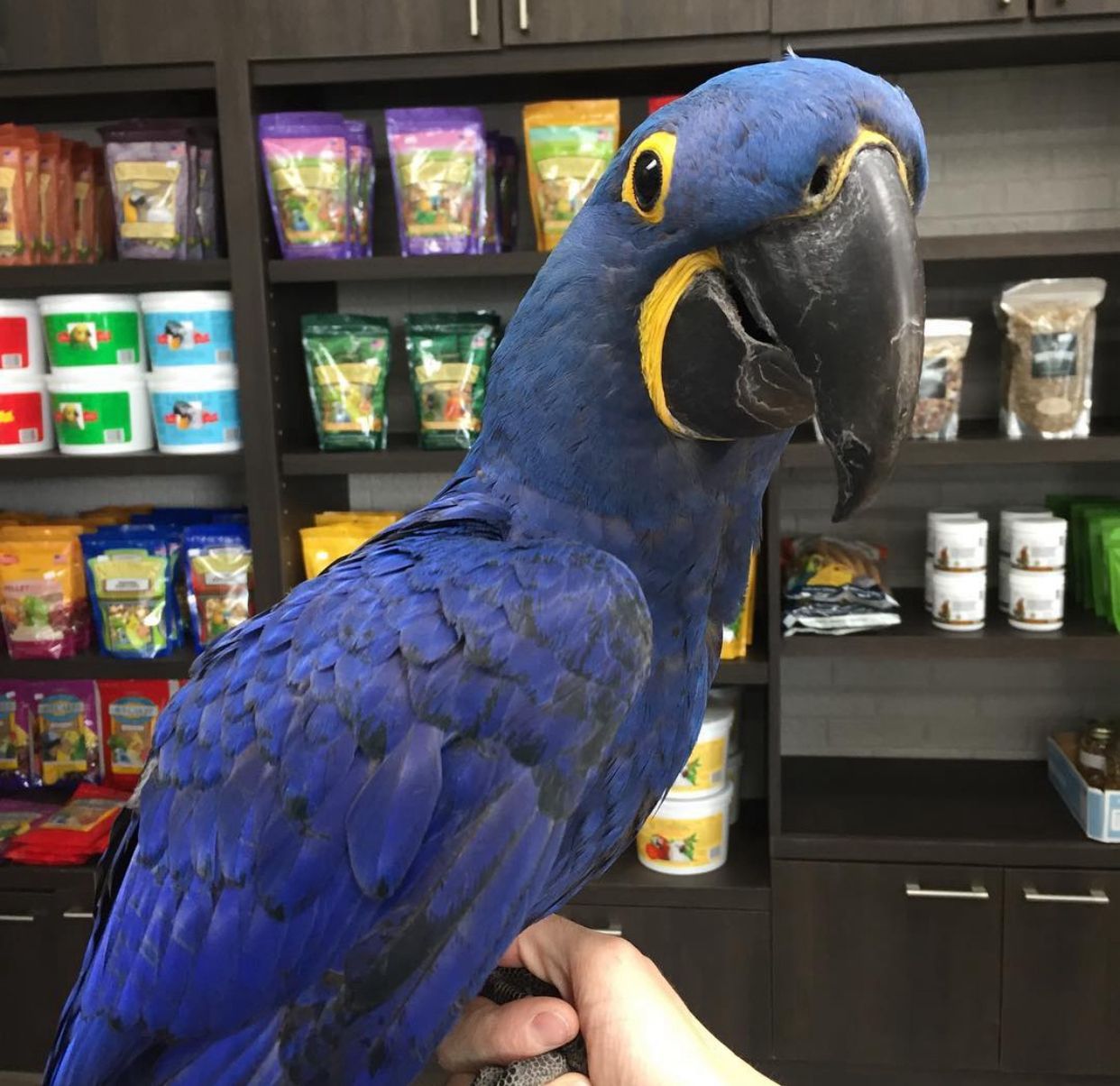 Hyacinth Macaw For Sale
