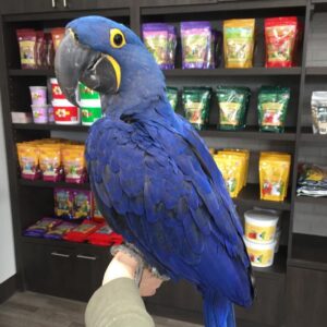 Hyacinth Macaw For Sale
