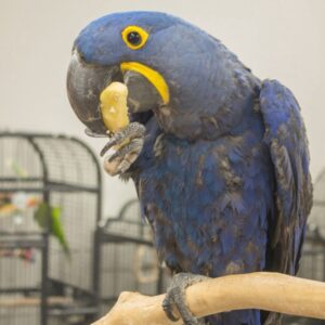 Hyacinth Macaw for Sale