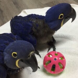 Hyacinth Macaws For Sale
